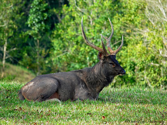 Sambar (Rusa unicolor)