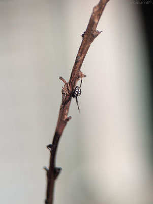 Europäische Schwarze Witwe (Latrodectus tredecimguttatus) Jungtier