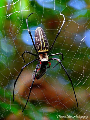 Seidenspinne (Nephila pilipes)