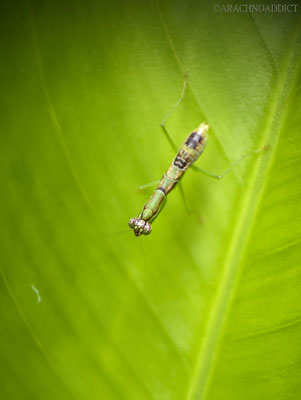 Gottesanbeterin (Odontomantis sp.?)