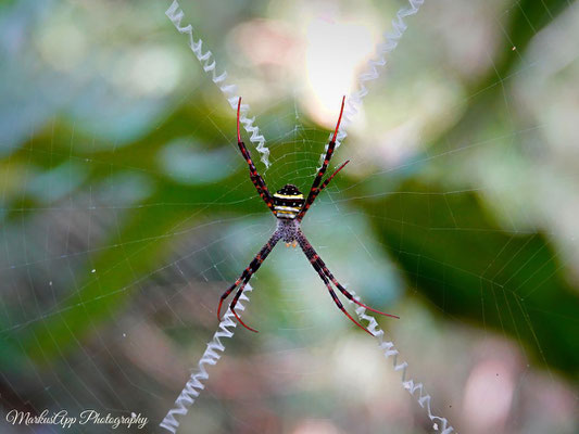 Radnetzspinne (vermutlich Argiope pulchella)