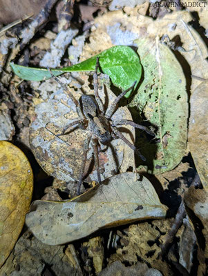 Wolfsspinne (Lycosidae sp.)