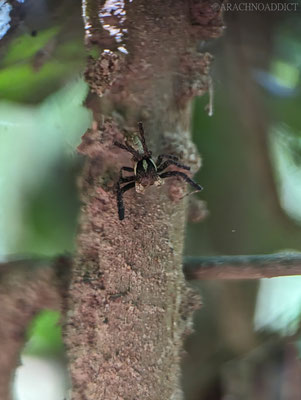 Springspinne (Portia sp.)