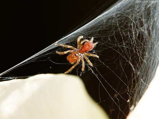 Jungtier von Atypus sp. (Tapezierspinne) 27-03-2022