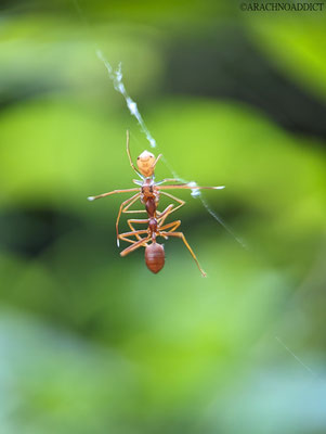 Ameisen imitierende Krabbenspinne (Amyciaea sp.?)