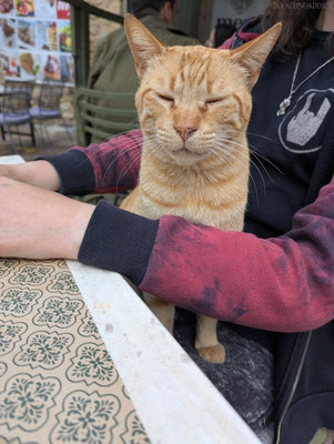 Katze wollte kuscheln :)