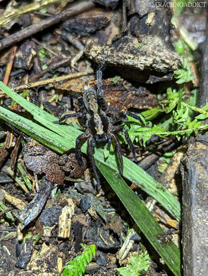 Kammspinne (Bowie sp.)