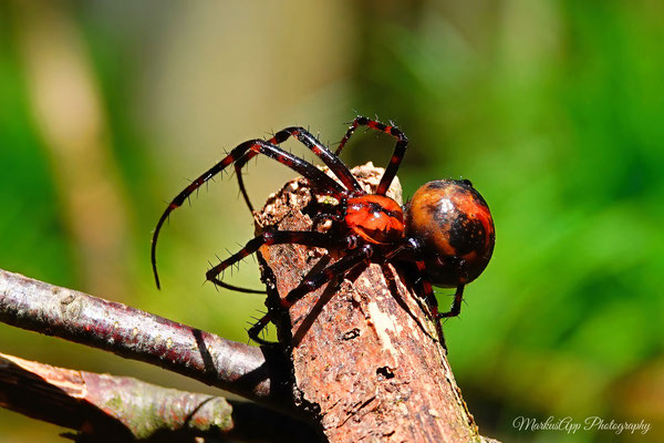 Meta menardi ♀ (große Höhlenspinne) 17-04-2022