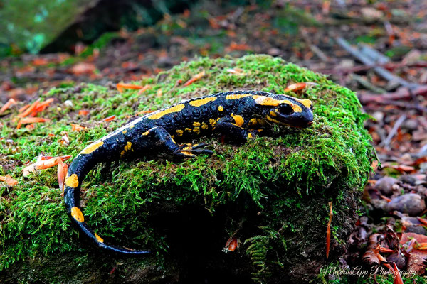 Feuersalamander (Salamandra salamandra)