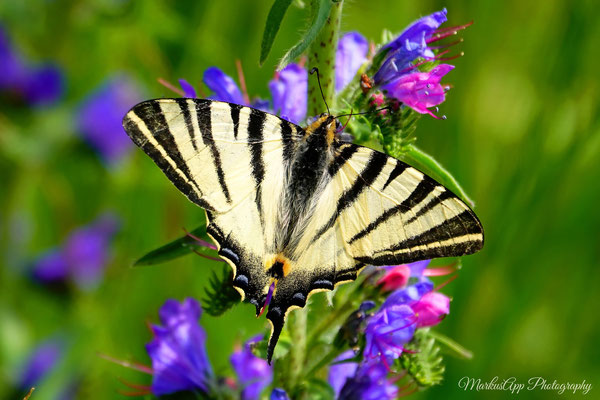 Segelfalter (Iphiclides podalirius)