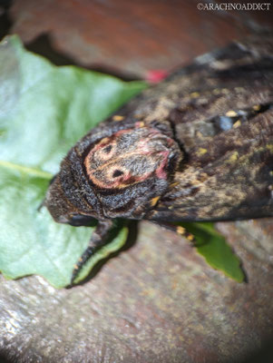 Totenkopfschwärmer (Acherontia sp.)