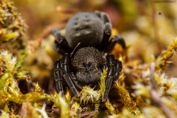 Eresus kollari ♀ (rote Röhrenspinne) 27-03-2026