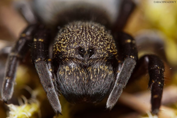 Eresus kollari ♀ (rote Röhrenspinne) 27-03-2026