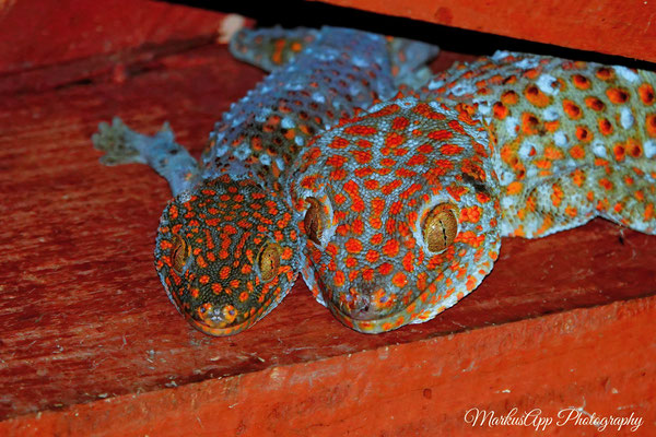 Tokeh (Gekko gecko)