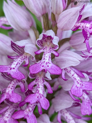 Helm Knabenkraut (Orchis militaris)