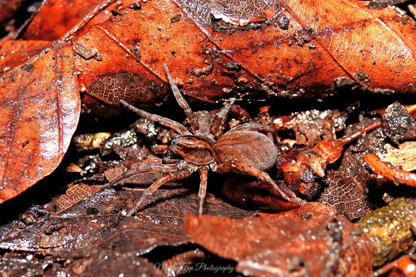 vermutlich Trochosa terricola ♀ (Erdwolfsspinne) 23-04-2025