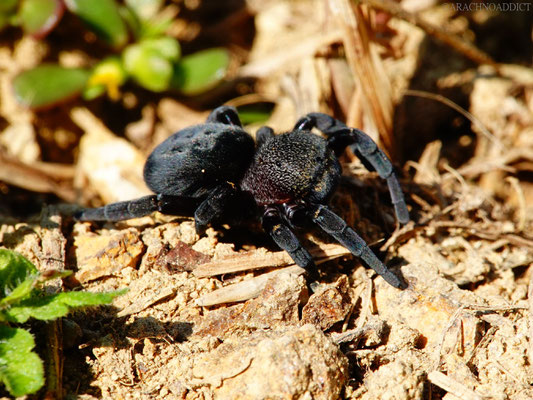 Eresus kollari ♀ (rote Röhrenspinne) 05-09-2021
