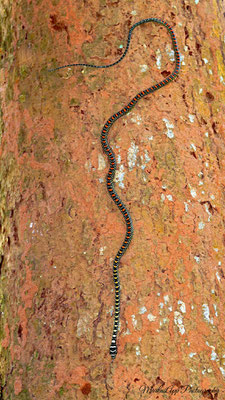 Schmuckbaumnatter (Chrysopelea paradisi)