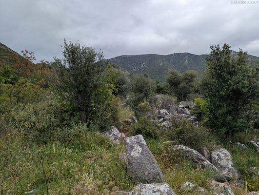 Habitat von Eresus walckenaeri