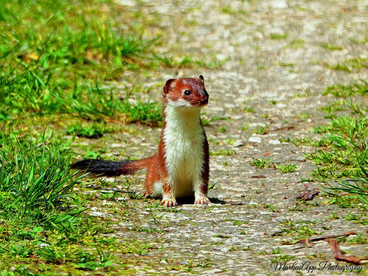 Hermelin (Mustela erminea)