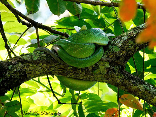 Spitzkopfnatter (Gonyosoma oxycephalum)