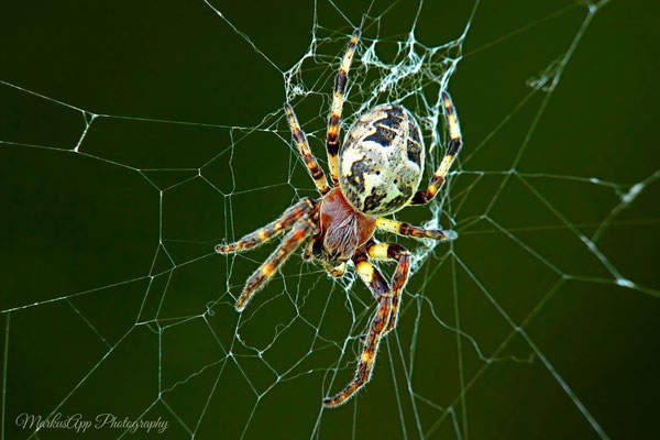 Larinioides cornutus ♀ (Schilfradspinne) 13-04-2022