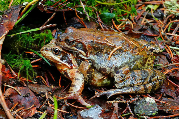 vermutlich Grasfrosch im Amplexus (Rana temporaria)
