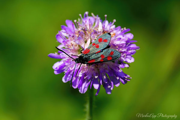 Sechsfleck-Widderchen (Zygaena filipendulae)