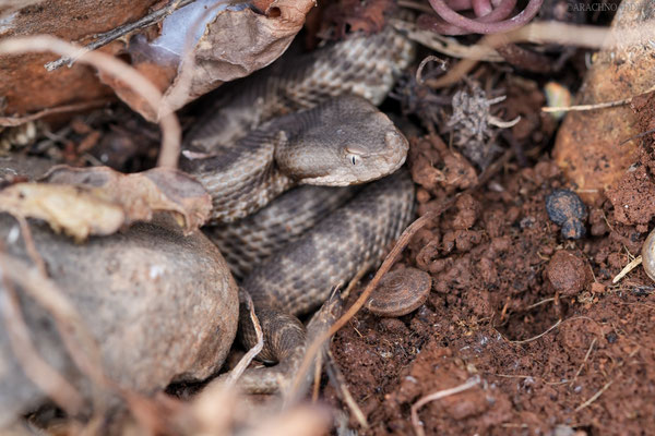Europäische Hornotter (Vipera ammodytes)