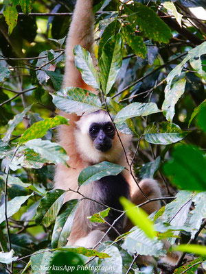 Kappengibbon (Hylobates pileatus)