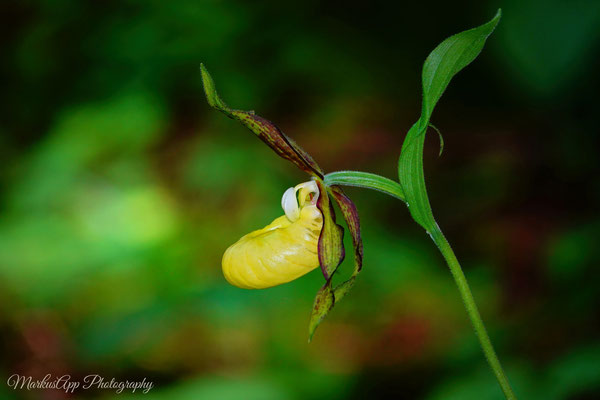 gelber Frauenschuh (Cypripedium calceolus)