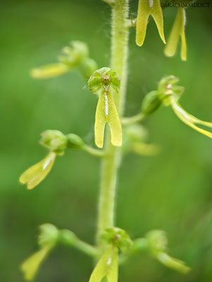 großes Zweiblatt (Neottia ovata)?