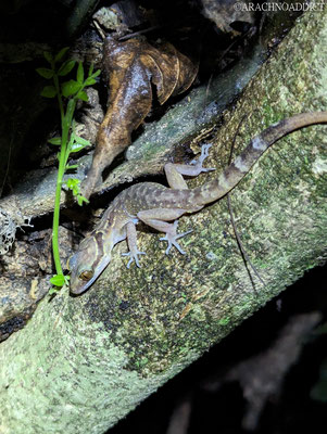 Bogenfingergecko (Cyrtodactylus sp.?)