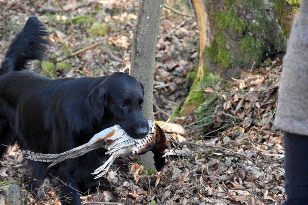 Meo mit dem Fasan der Markierung