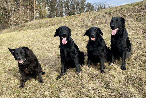 Pooch, Ajari, Meo und Scius