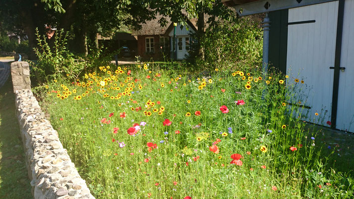 Blumenwiese am Eingang zum Radschuppen