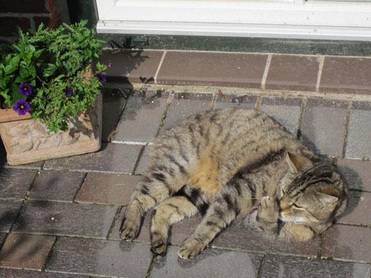 unsere Hauskatze in der Sonne