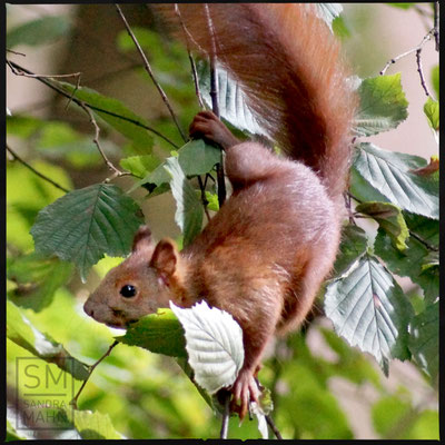 09/2015 - Im Haselnussbaum - in the hazelnut tree