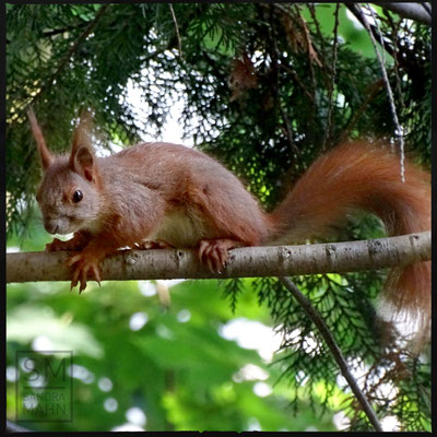 06/2016 - Auf dem Weg zum Futterkasten - on the way to the feeder