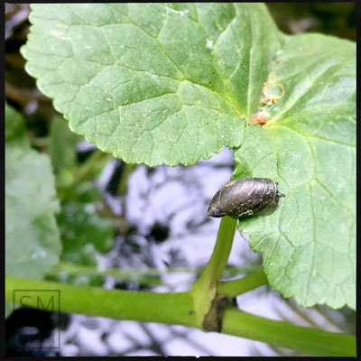 04/2016 - Wasserschnecke - water snail