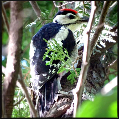06/2016 - Buntspecht - great spotted woodpecker
