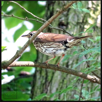 06/2016 - Drossel - thrush