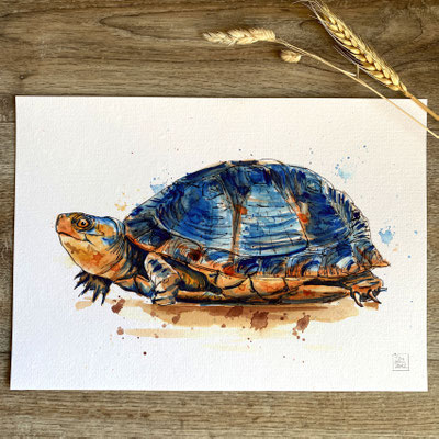 handmade watercolor watercolour painting drawing sketch giant Asian pond turtle Heosemys grandis | Aquarell Zeichnung Gemälde Skizze Riesen-Erdschildkröte Schildkröte no print | Sandra Mahn