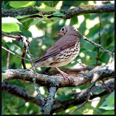 06/2016 - Drossel - thrush