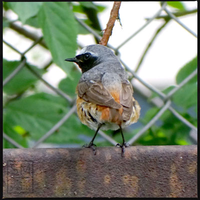 07/2016 - Gartenrotschwanz Männchen - common redstart male