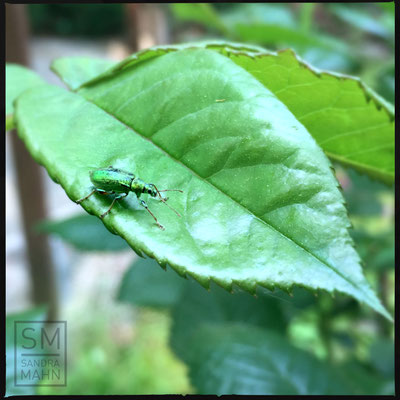 05/2016 - Blattkäfer - leaf beetle