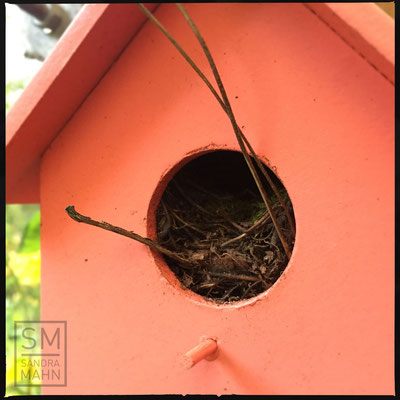 04/2016 - Nestbau Anfang April | nest-building in the beginning of april