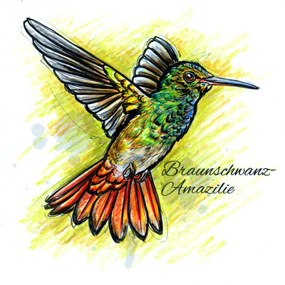 Kolibri | Original-Farben