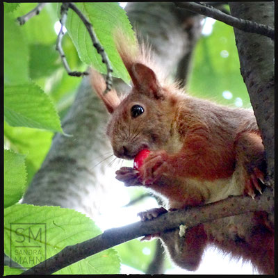 07/2016 - Im Kirschbaum - in cherry tree