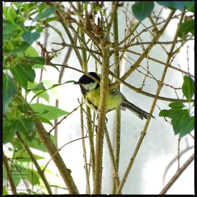 06/2016 - Kohlmeise - great tit